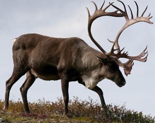 Camping Nordkapp Repvåg