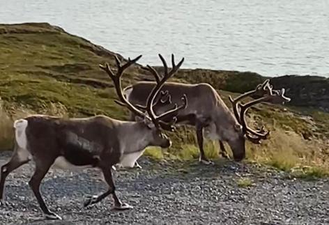Nordkapp * Repvåg